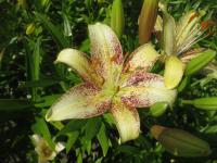 Lilie 'Suncrest' - LA hybridy (Lilium)