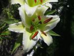 Lilie 'Cherbourg' - Orientální hybridy