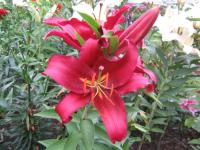 Lilie 'Montezuma' - Orientální hybridy (Lilium)