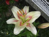 Lilium x hybridum 'Bonbini' lilie květy, květenství Lilium x hybridum 'Bonbini' lilie květy, květenství
