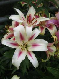 Lilie 'Nymph' - OT hybridy