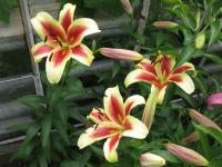 Lilie 'Shocking' - OT hybirdy