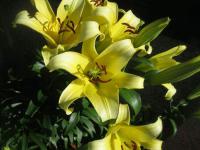 Lilie 'Yelloween' - OT hybridy