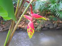 Heliconie (Heliconia bihai)