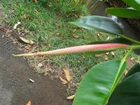 Heliconie (Heliconia bihai)