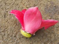Bombax (Bombax ceiba)