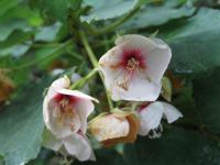 Dombeya