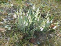 Sněženka podsněžník (Galanthus nivalis)