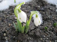 Sněženka podsněžník (Galanthus nivalis)