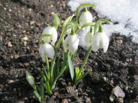 Sněženka podsněžník (Galanthus nivalis)