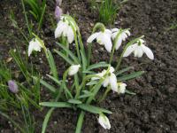 Sněženka podsněžník (Galanthus nivalis)