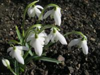 Sněženka podsněžník (Galanthus nivalis)