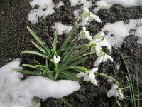 Sněženka podsněžník (Galanthus nivalis)