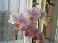 Falenopsis (Phalaenopsis)