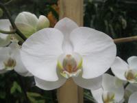 Falenopsis (Phalaenopsis)