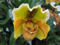 Střevíčníkovec (Paphiopedilum)