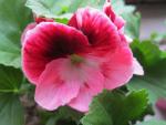 Pelargonie velkokvětá