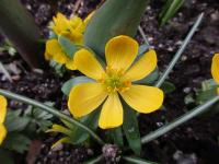 Talovín zimní (Eranthis hyemalis)