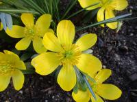 Talovín zimní (Eranthis hyemalis)