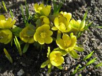 Talovín zimní (Eranthis hyemalis)