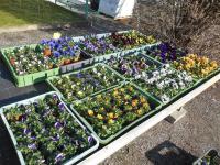 Viola x wittrockiana - maceška zahradní