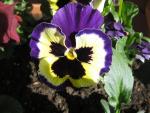 Maceška zahradní (Viola x wittrockiana)