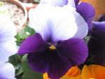 Maceška zahradní (Viola x wittrockiana)