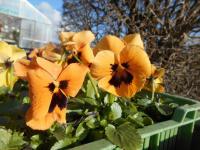 Maceška zahradní (Viola x wittrockiana)