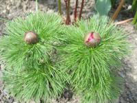 Pivoňka úzkolistá