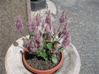 Ptilotus (Ptilotus exaltatus)