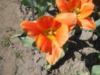 Tulipán Fosterův 'Orange Emperor' - Fosteriana tulipány (Tulipa fosteriana)