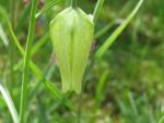 Řebčík kostkovaný (Fritillaria meleagris)