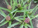 Hyacinthus orientalis hyacint východní rostlina Hyacinthus orientalis hyacint východní rostlina
