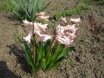 Hyacint východní (Hyacinthus orientalis)