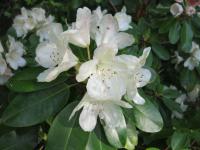 Rhododendron     'Ehrengold'  pěnišník květy, květenství