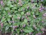 Plicník (Pulmonaria)