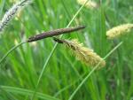Ostřice obecná (Carex nigra)