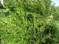 Dřišťál obecný (Berberis vulgaris)