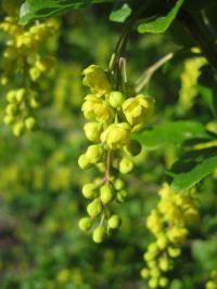 Dřišťál obecný (Berberis vulgaris)