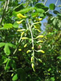 Štědřenec odvislý (Laburnum anagyroides)