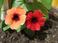 Thunbergie křídlatá 'Arizona Glow' (Thunbergia alata)