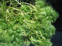 Žebratka bahenní (Hottonia palustris)