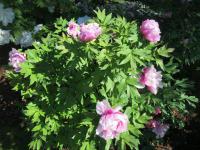 Pivoňka keřovitá 'Shintoen' (Paeonia suffruticosa)