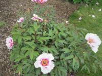 Pivoňka keřovitá 'Monsieur Antoine Riviére'