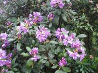 Pěnišník (Rhododendron)
