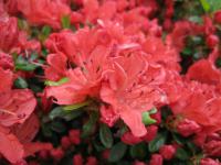 Pěnišník 'Geisha Orange' (Rhododendron)
