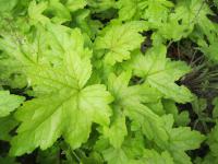Dlužela 'Alabama Sunrise' (Heucherella)