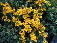 Trýzel 'Altgold' (Erysimum pulchellum)