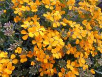 Trýzel 'Altgold' (Erysimum pulchellum)