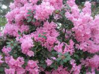 Pěnišník (Rhododendron)